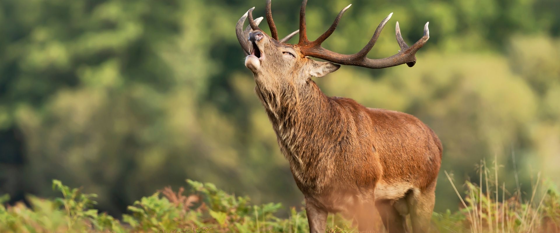 Le Brame Du Cerf Grottes De Han