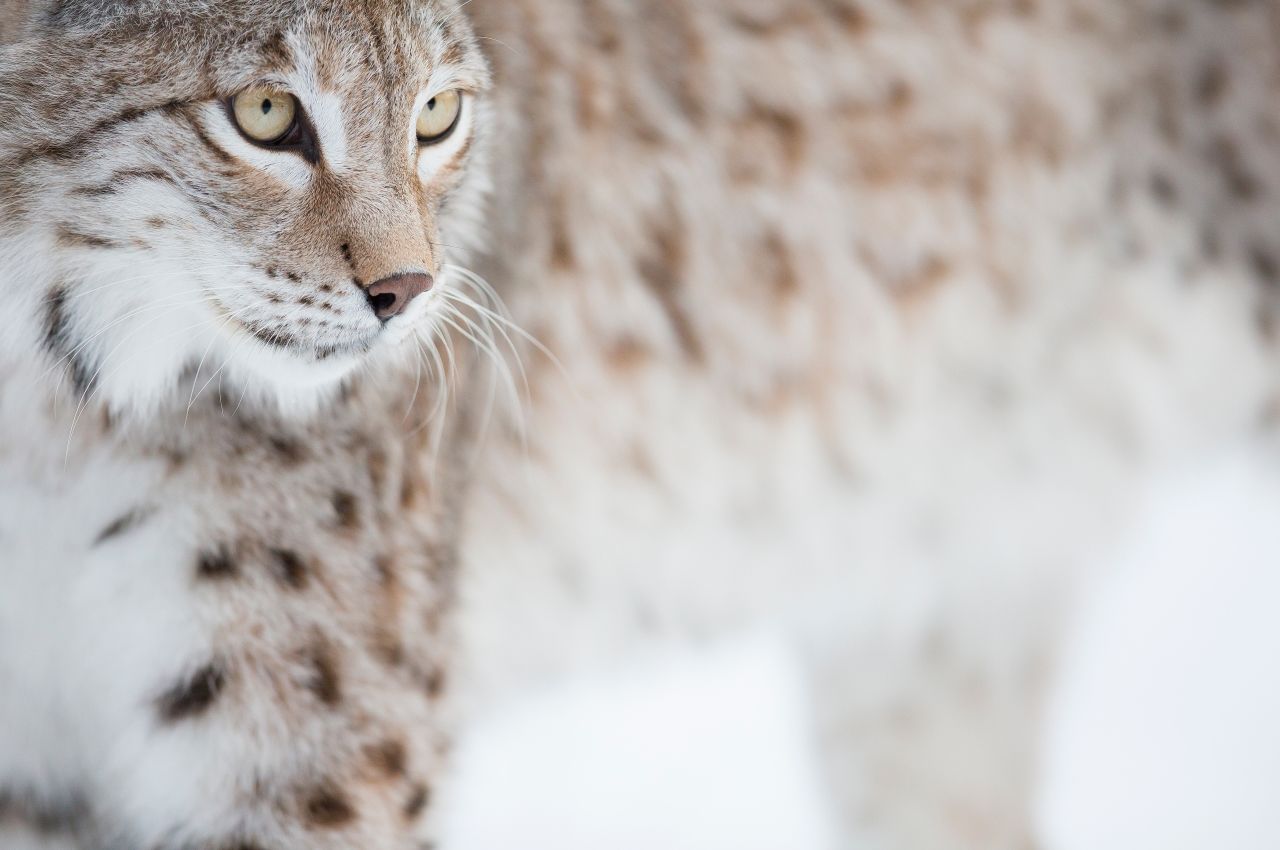 Le lynx boréal : à qui sont ces petites oreilles en pinceaux ?