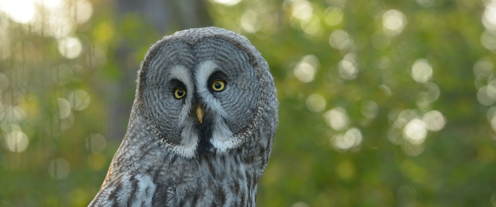 Le hibou, le rapace nocturne cousin de la chouette