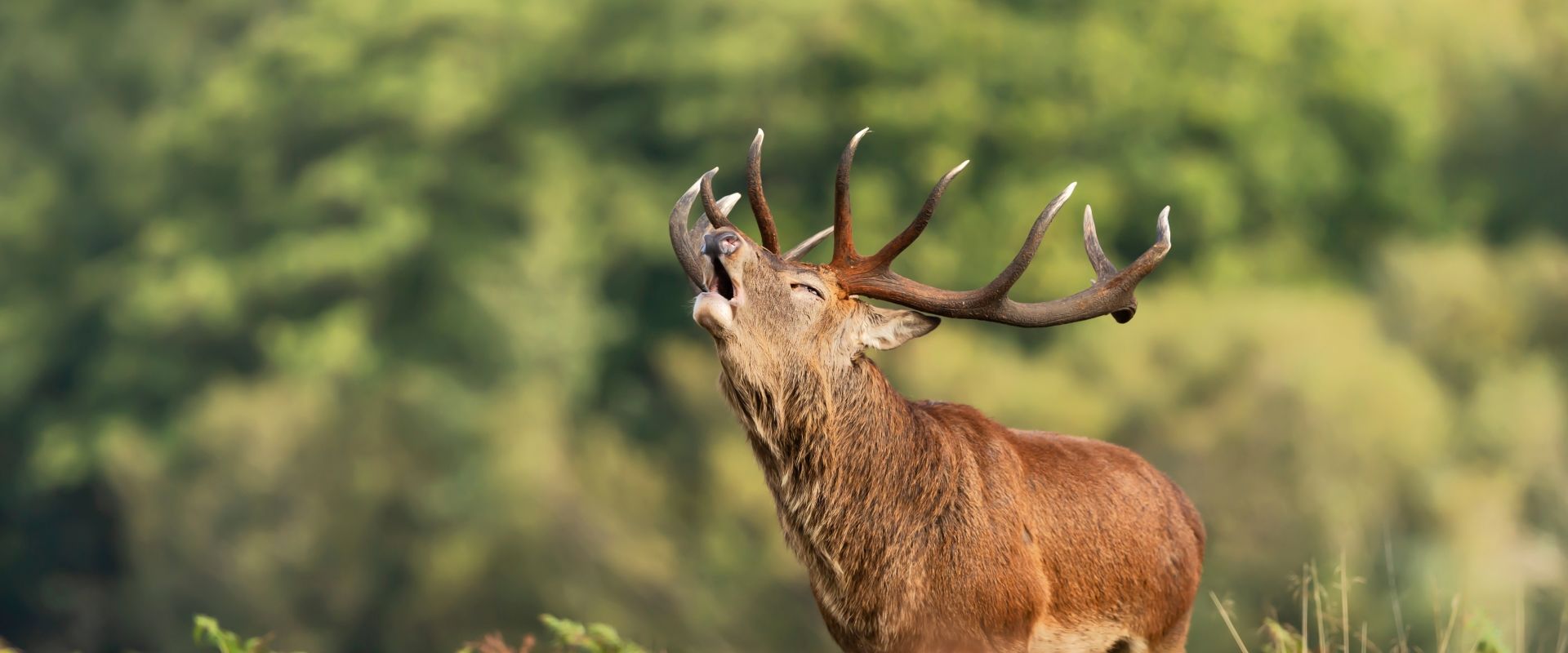 C'est le moment : découvrez le brame du cerf 