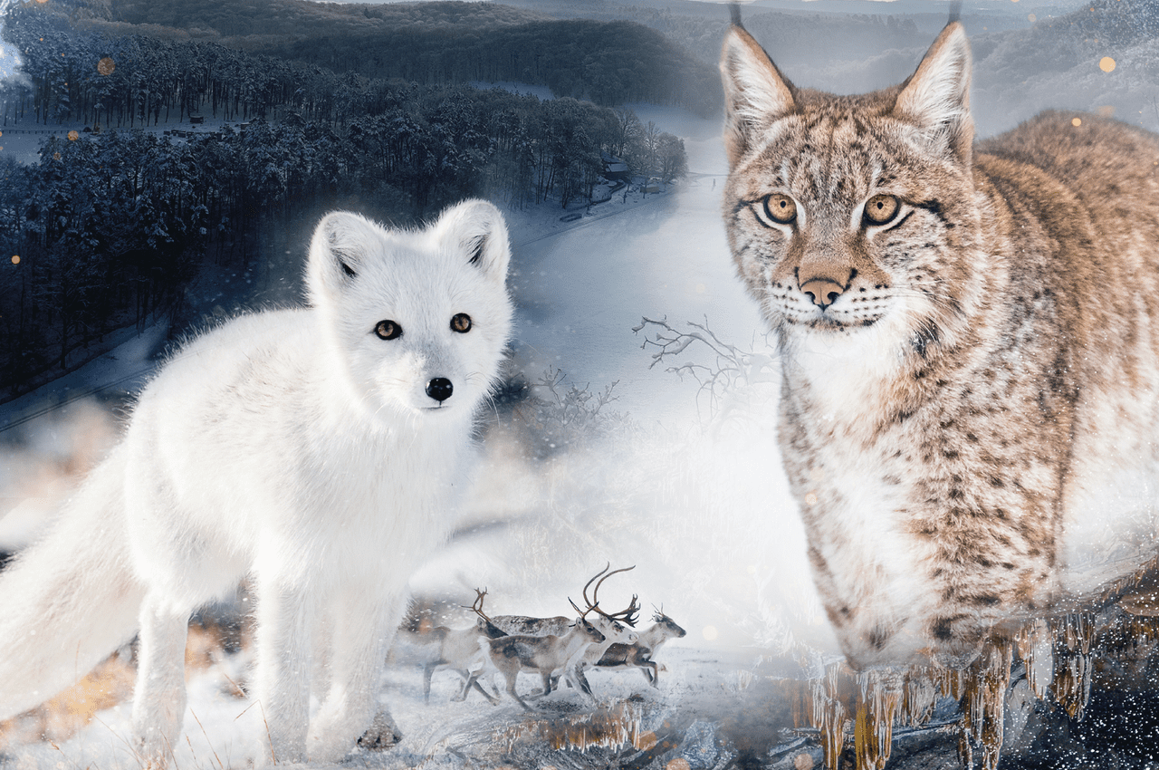 activité à faire en famille en hiver, les Visites Exclusives 