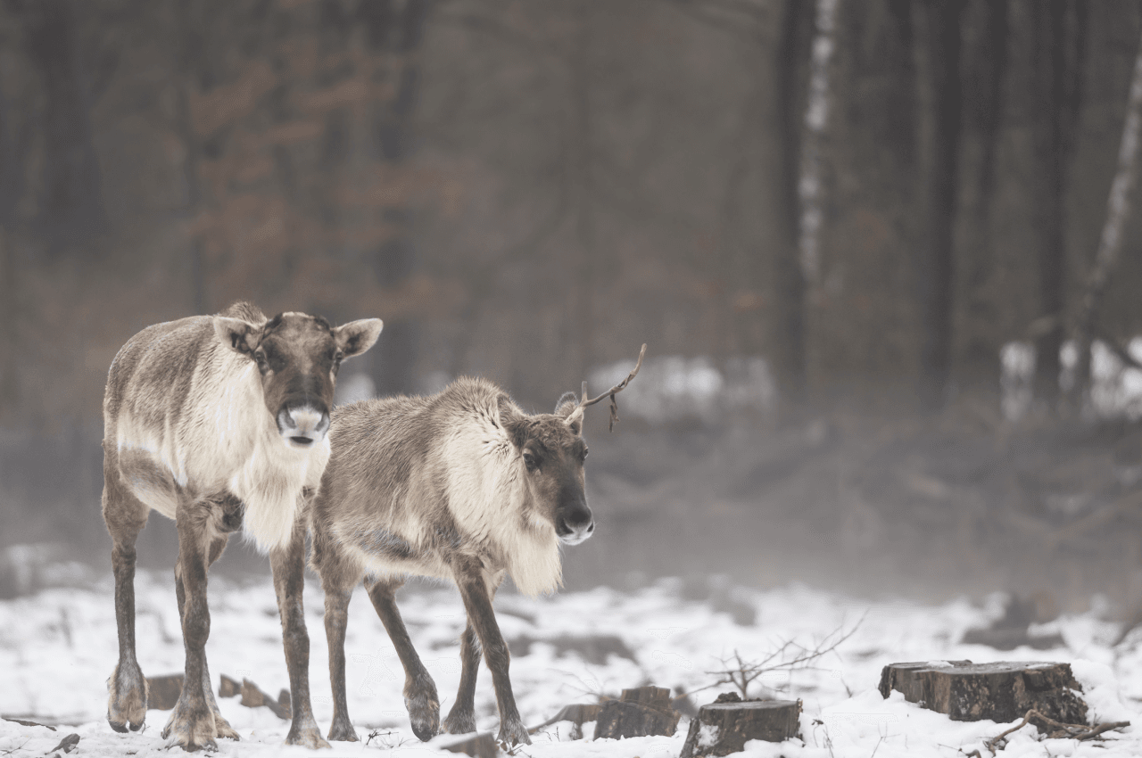 winteruitstap met kinderen Wildpark