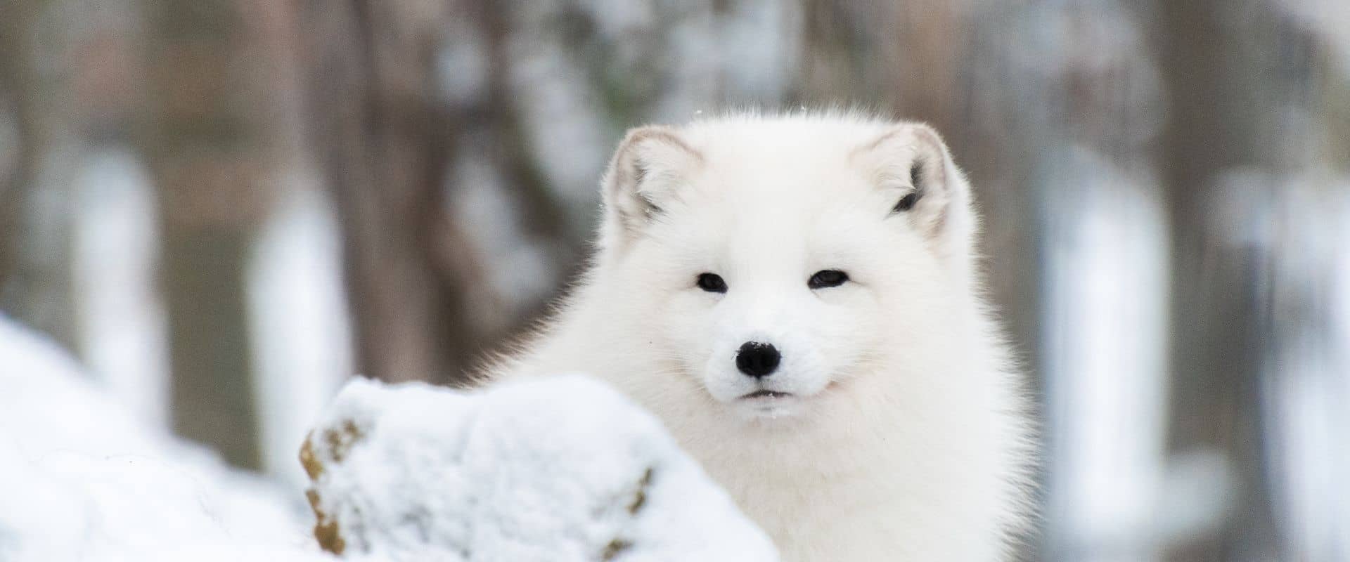 activité à faire en famille en hiver